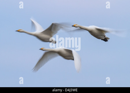 Trois cygnes chanteurs adultes (Cygnus cygnus) en vol, Ouse lavages, Cambridgeshire. Avec une vitesse d'obturation lente pour estomper les ailes Banque D'Images