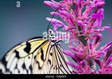 Papillon noir et jaune close up sur rose blossom Banque D'Images