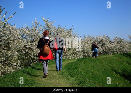 Altes Land, Randonneur sur Luehe dyke, Basse-Saxe, Allemagne Banque D'Images