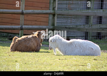 chèvres Banque D'Images