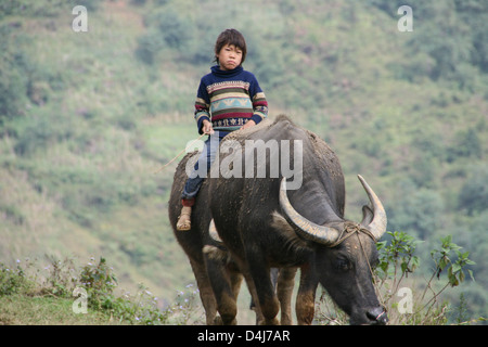 Enfant vietnamien dans un buffle dans SAPA, Vietnam Banque D'Images