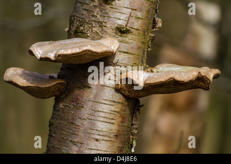 Champignon Piptoporus betulinus, arbres, dans de doux soleil, Yorkshire, UK Banque D'Images