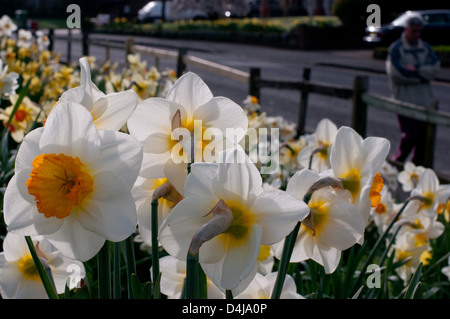 Tulipes au début du printemps dans un parc anglais. Banque D'Images