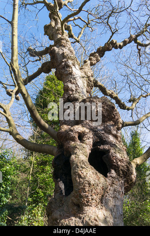 Vieux tronc d'arbre noueux avec des trous North East England UK Banque D'Images