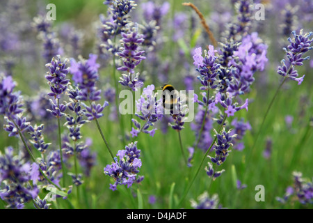 Abeille sur lavande Banque D'Images