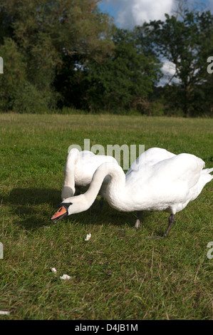 Mute Swan (Cygnus olor) des profils, l'alimentation, le pâturage sur l'herbe. Warwick. Banque D'Images