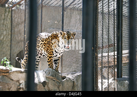 Léopard sauvage marche dans la cage du zoo. Banque D'Images