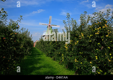 Altes Land, apple plantation dans Twielenfleth près du Stade, Basse-Saxe, Allemagne Banque D'Images