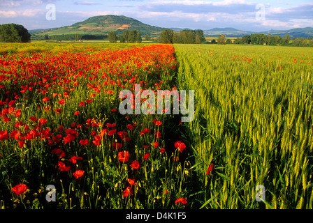 Vue paysage de champ de blé avec des coquelicots dans l'Auvergne, France, Europe Banque D'Images