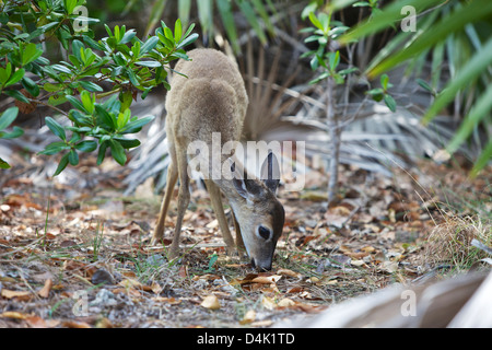 Clé pâturage Deer sur Big Pine Key Banque D'Images