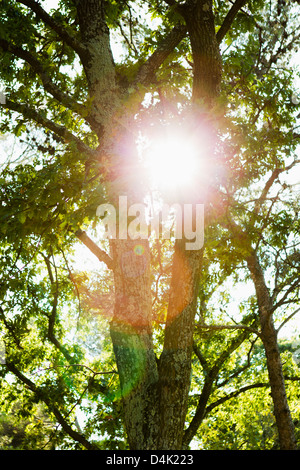 Soleil qui brille à travers les arbres Banque D'Images