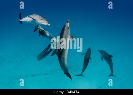 Snorkeler nager avec les dauphins Banque D'Images