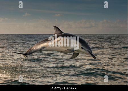 Le saut du dauphin au-dessus de l'eau Banque D'Images