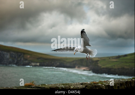 Mouette atterrissant sur mur de pierre Banque D'Images