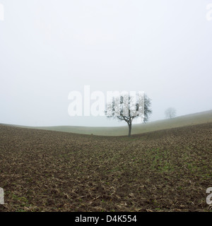 Arbre solitaire, la Limagne, Auvergne, France, Europe Banque D'Images