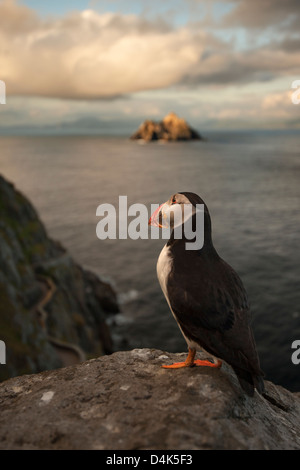 Macareux moine se percher sur les falaises Banque D'Images