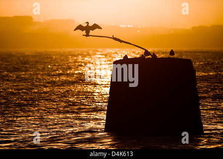 Silhouette de mouette sur la roche dans l'eau Banque D'Images