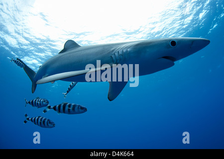 Poissons et requins nager sous l'eau Banque D'Images