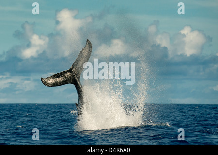 Éclaboussures avec queue de baleine dans l'eau Banque D'Images