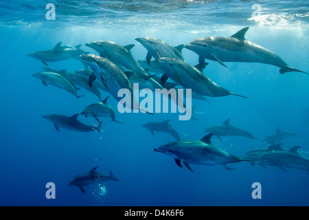 Les dauphins nager sous l'eau Banque D'Images