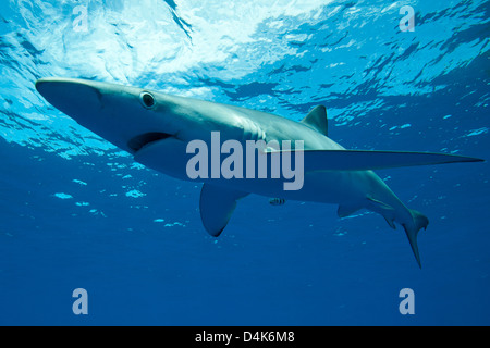 Blue shark swimming underwater Banque D'Images