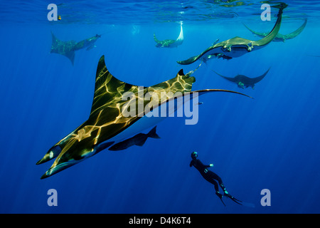 Nager avec les raies mantas Diver Banque D'Images