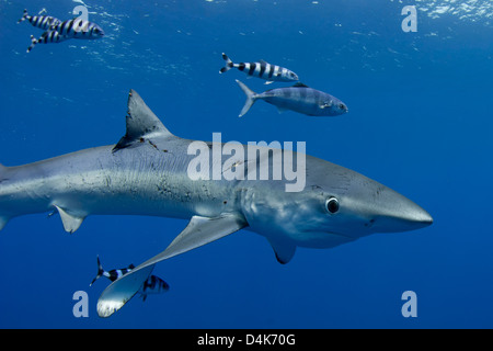 Nager avec les requins sous l'eau du poisson Banque D'Images