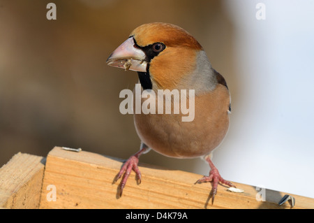 Kernbeißer (Coccothraustes coccothraustes Hawfinch) • Ostalbkreis, Bade-Wurtemberg, Allemagne Banque D'Images