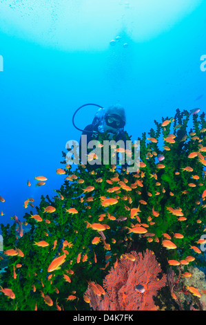 Diver admiring poissons dans les récifs coralliens Banque D'Images
