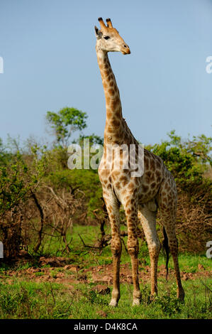 Une girafe vu dans la Phinda Game Reserve dans le KwaZulu-Natal, Afrique du Sud, le 26 novembre 2008. Photo : Frank May Banque D'Images