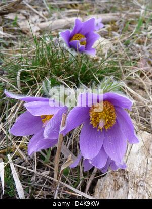 Anémone pulsatille commune (lat. : Pulsatilla vulgaris) photographié près de Huenfeld, Allemagne, 05 avril 2009. Pasque flower, aussi connu comme Dane's Blood, est indigène en Europe occidentale et centrale et en Allemagne protégés, conformément à la loi allemande sur la protection des espèces. Photo : Beate Schleep Banque D'Images