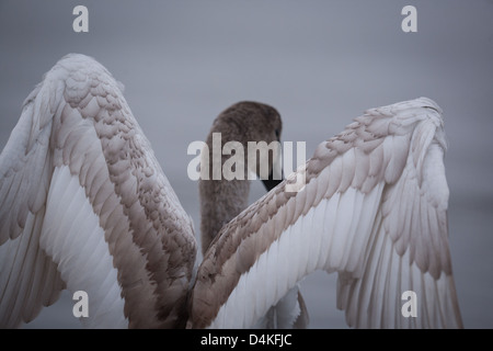 Jeune cygne muet, Cygnus olor, sur une plage de l'île de Jeløy à Moss, Oslofjorden, Østfold, Norvège. Banque D'Images