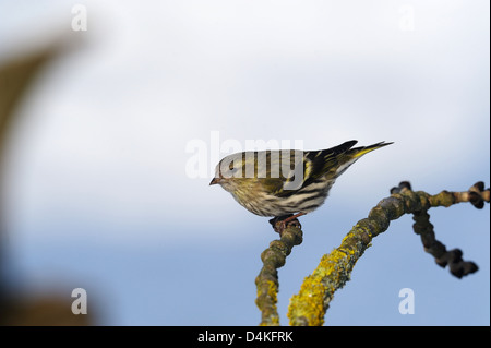 Erlenzeisig (Carduelis spinus) Spruce Siskin • Ostalbkreis, Bade-Wurtemberg, Allemagne Banque D'Images