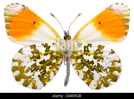 Macro de papillon pointe orange mâle Anthocharis cardamines) (vu du dessous et isolé sur fond blanc Banque D'Images