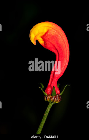 Fleur rouge et orange en parc national La Amistad, Chiriqui province, République du Panama. Banque D'Images