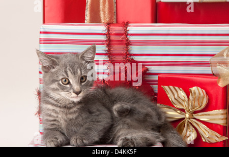Chat TIGRÉ ASSIS SUR LE ROUGE DE NOËL Banque D'Images