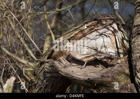 Faisan de Colchide Phasianus colchicus femelle en habitat boisé UK Banque D'Images