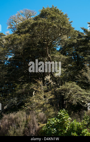 Vieux cultivés forêt de hêtres entoure le lac Rotokura dans Parc National de Tongariro en Nouvelle-Zélande. Südbuchenwwald Rotokura-See Alter am. Banque D'Images