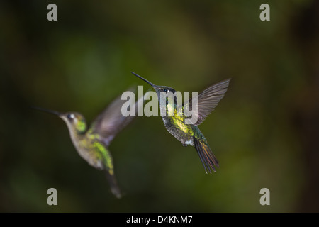 Deux colibris dans la forêt tropicale près de Los Quetzales Lodge, parc national de la Amistad, province de Chiriqui, République du Panama, Amérique centrale. Banque D'Images