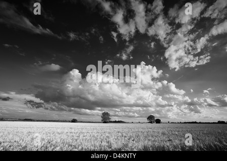 Vue paysage noir et blanc d'un champ d'orge à Norfolk, UK Banque D'Images