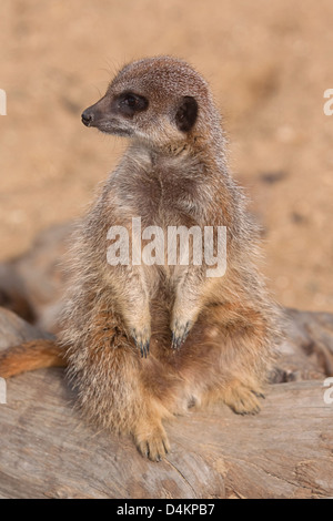 meerkat séance Banque D'Images