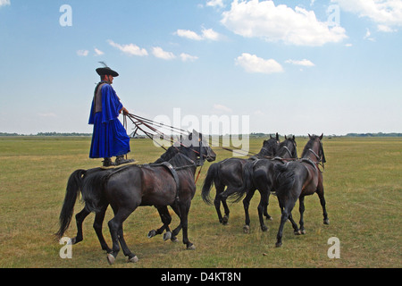 Exposition de chevaux de gulyas (bergers traditionnels / cow-boys) à cheval de chevaux hongrois. Parc national de Hortobágy, Hongrie Banque D'Images