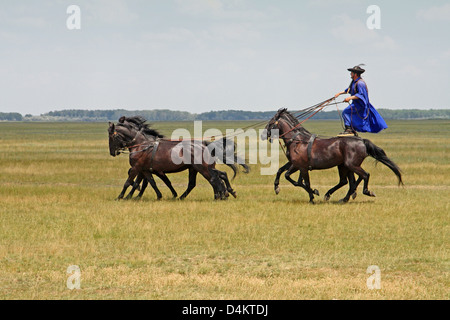 Exposition de chevaux de gulyas (bergers traditionnels / cow-boys) à cheval de chevaux hongrois. Parc national de Hortobágy, Hongrie Banque D'Images