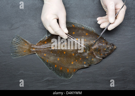 Découpage scientifique du poisson frais sur la table Banque D'Images