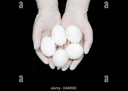 Les mains gantées holding oeufs Banque D'Images