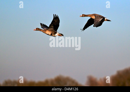 Plus de vol d'Oies rieuses dans la région du Rhin inférieur. Blässgänse im Flug am Niederrhein. Banque D'Images