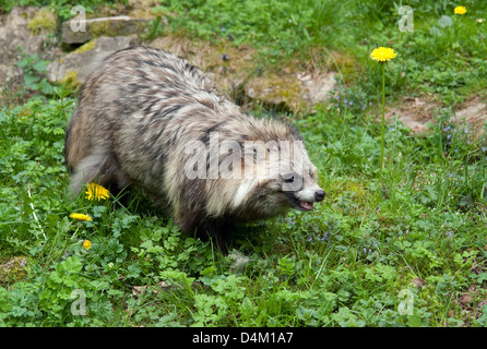 Un chien viverrin, marcher dans l'ambiance d'herbe Banque D'Images