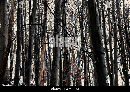 Arbres en hiver neige Banque D'Images