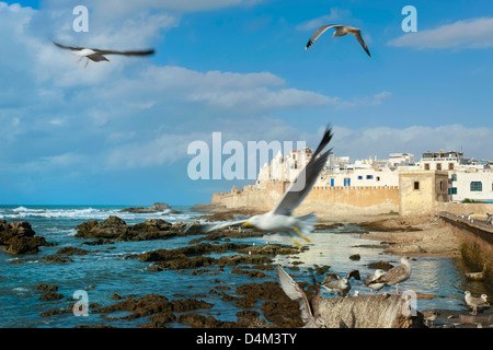 Vol de mouettes sur plage rocheuse Banque D'Images