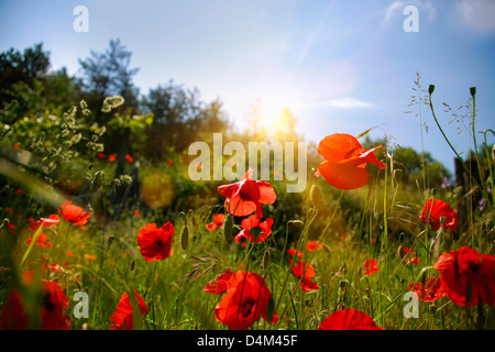 Red Flowers growing in field Banque D'Images